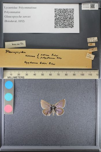 Media type: image;   Entomology 194635